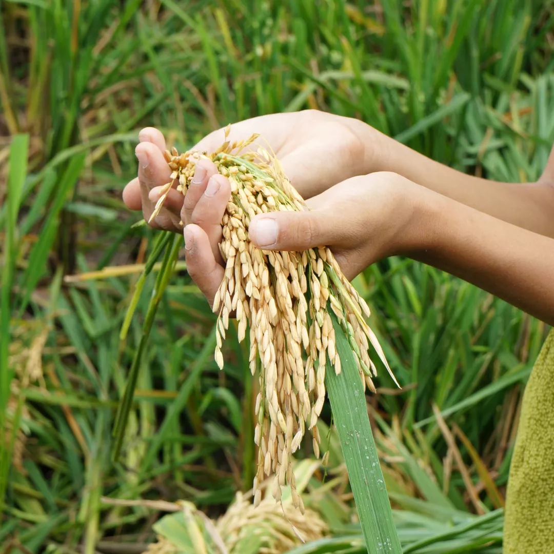 food security a growing need